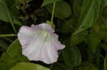 Hedge false bindweed